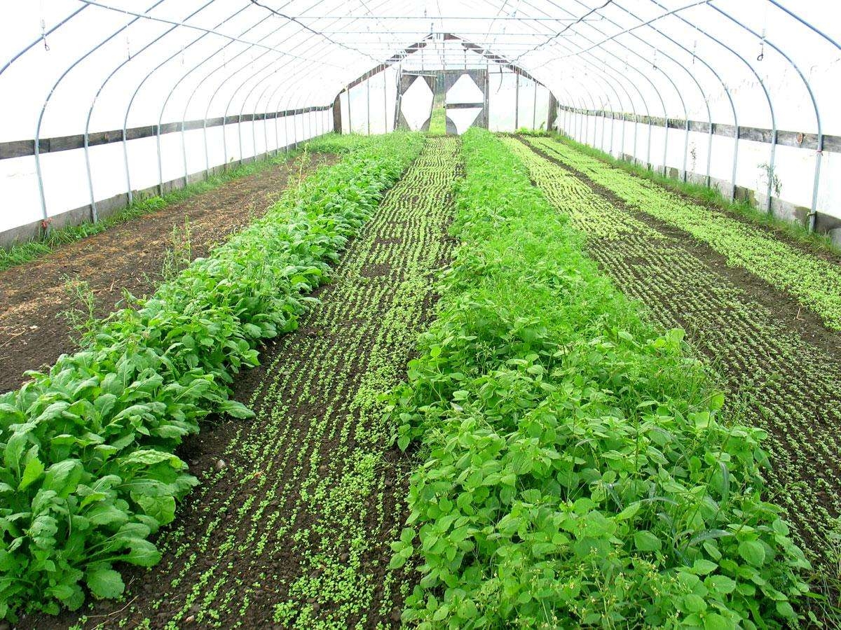 育苗溫室大棚圖片